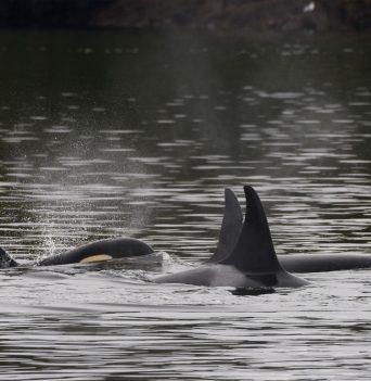 Whale Watching
