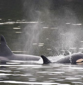 Orca Whale