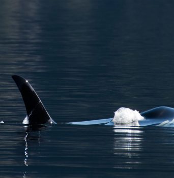BC Whale Watching