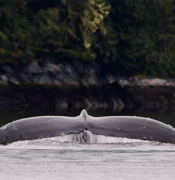 Whale Watching