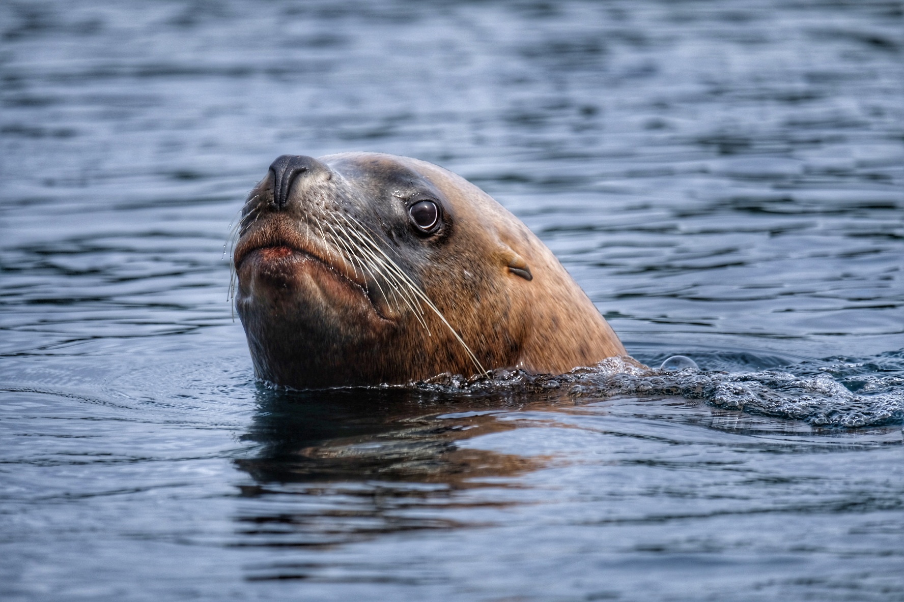 Sea lion from a kayak