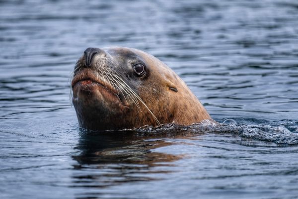 Seal head out of the water