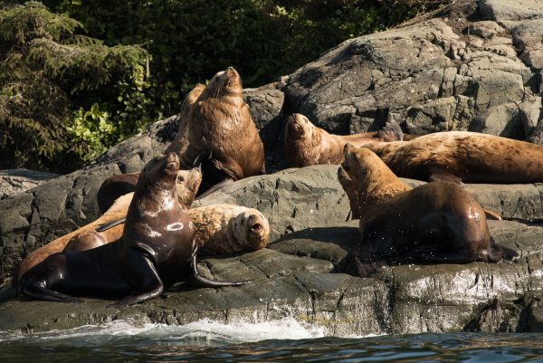 Seals on a rocky shore in coastal BC