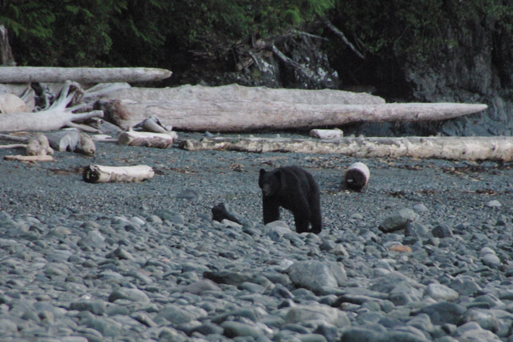 BC Wildlife Photo, Bear