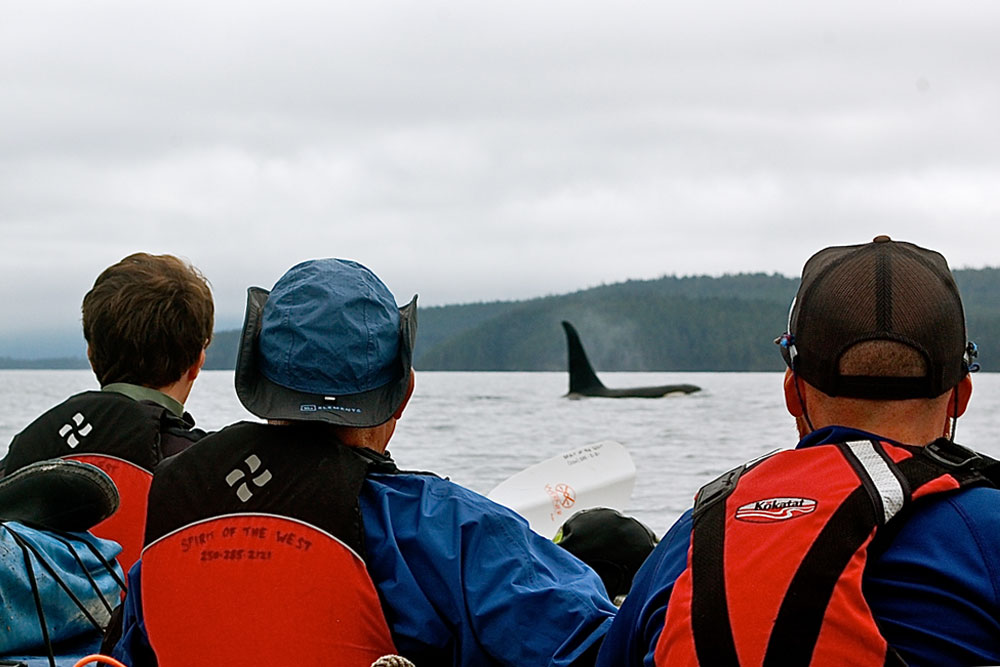Watching Orcas from Kayak