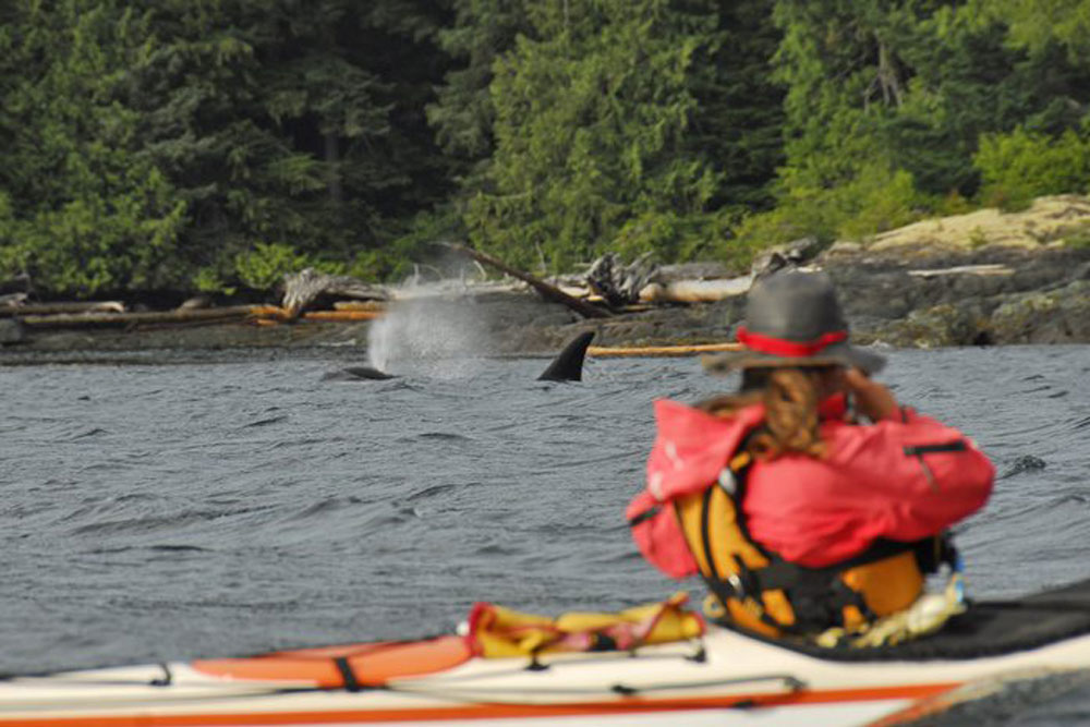 BC Orca Kayaking