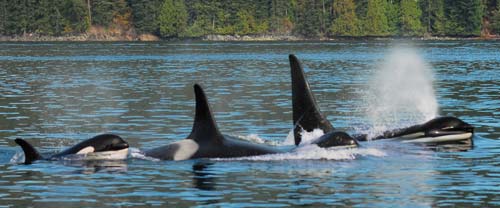 BC Orca Whales