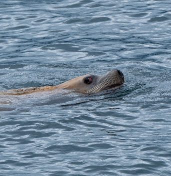 Sea lion in Johnstone Strait
