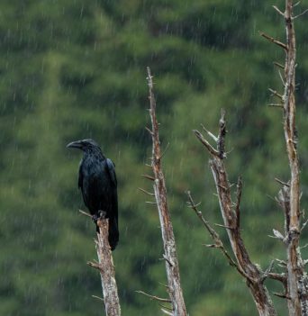 Raven in the rain in Johnstone Strait