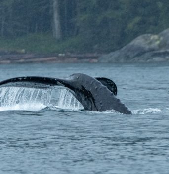 Humpback tail in Johnstone Strait