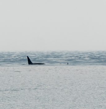 Orca fin Johnstone Strait