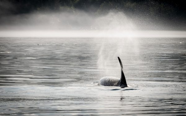 Orca fin swimming away