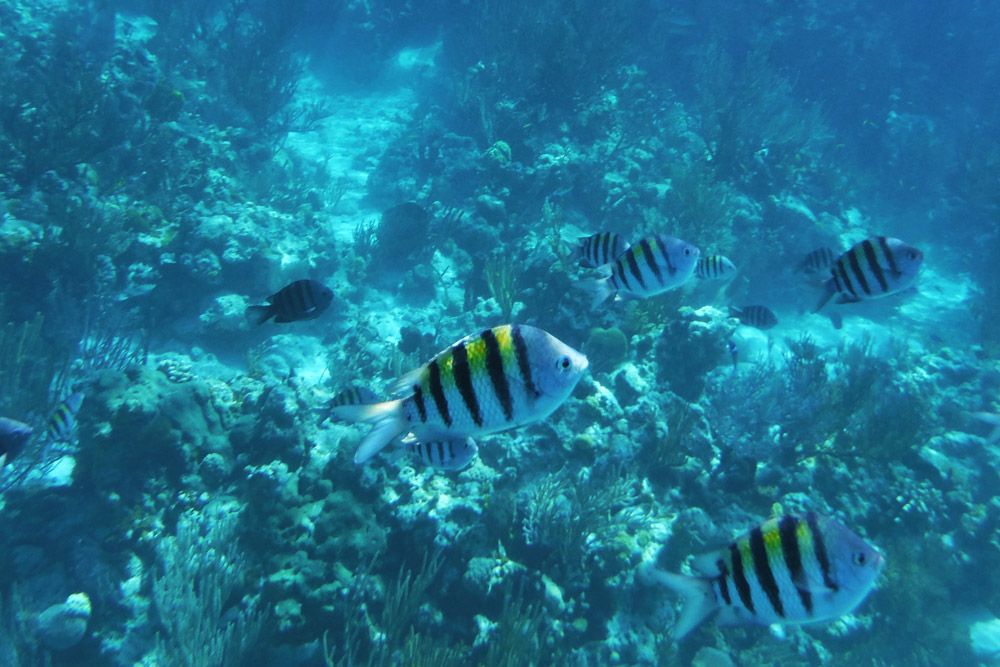 Aquatic sea life in crystal clear blue waters