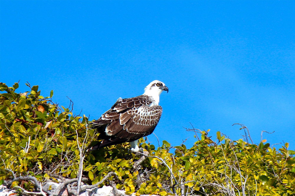 Wildlife Exuma