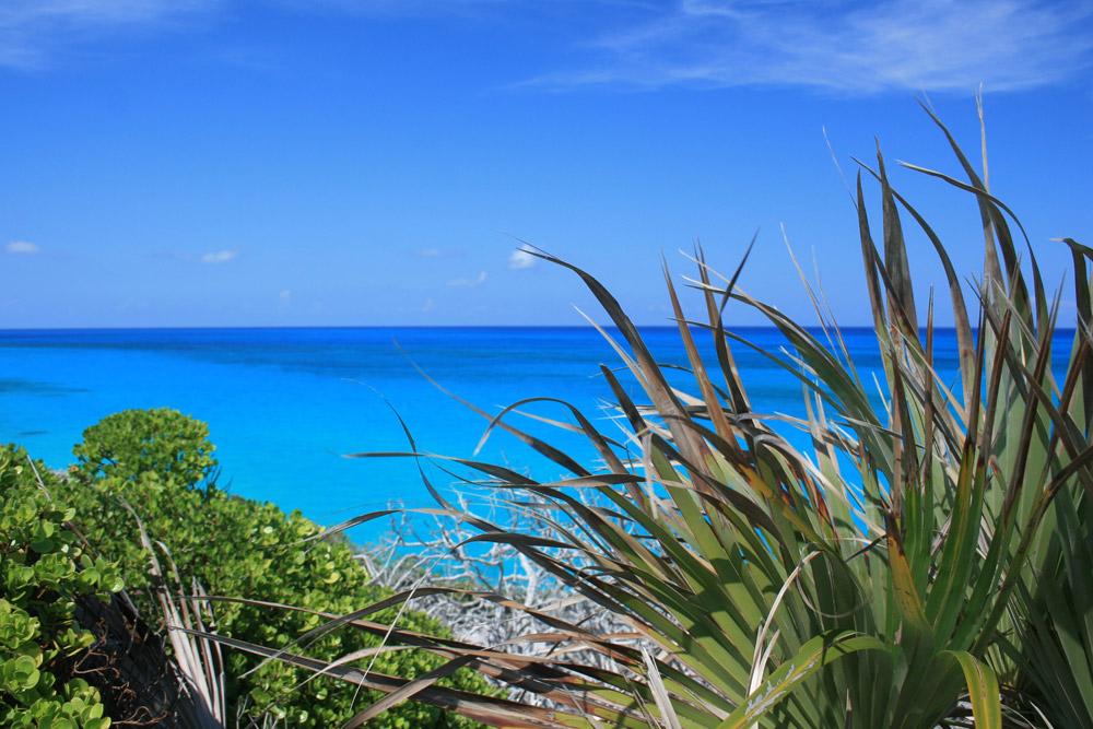 Scenic views and tropical plants