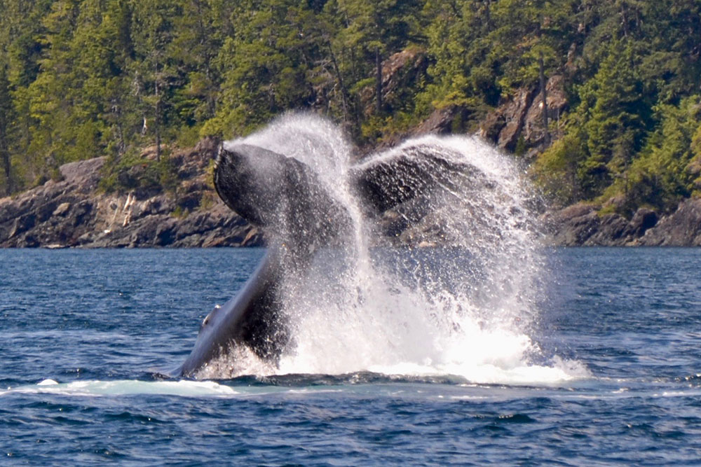 Massive humpback whale tail splashing out of water