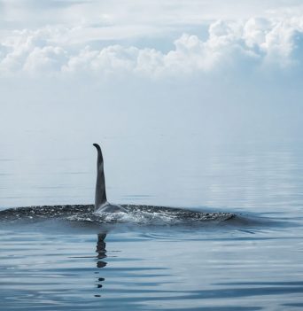 Whale fin above the water