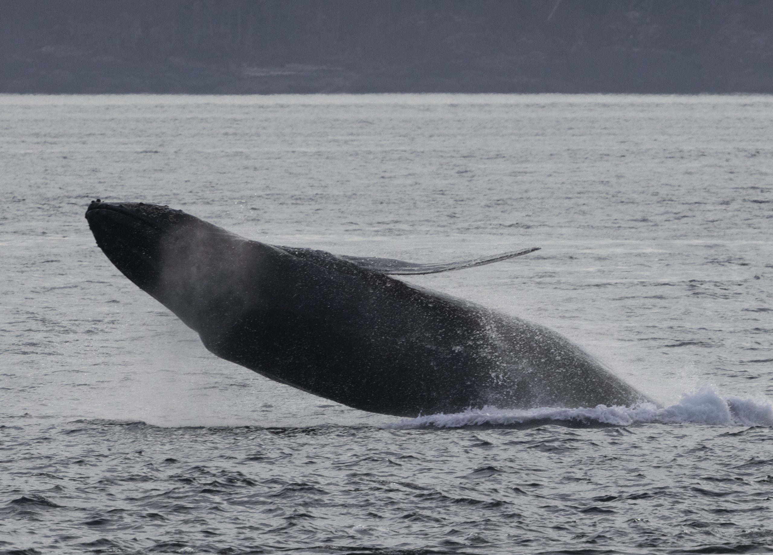 Humpback whale in British Columbia breaching