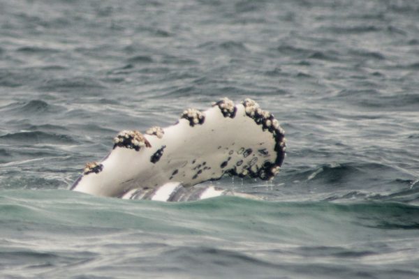 Humpback whale in British Columbia lifting it's fin out of the water
