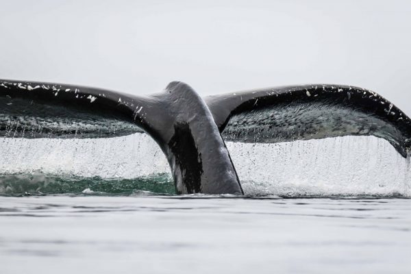 Humpback whale in British Columbia lifting its tail out of the water