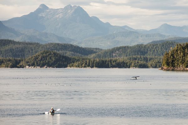 Responsible whale watching from a kayak