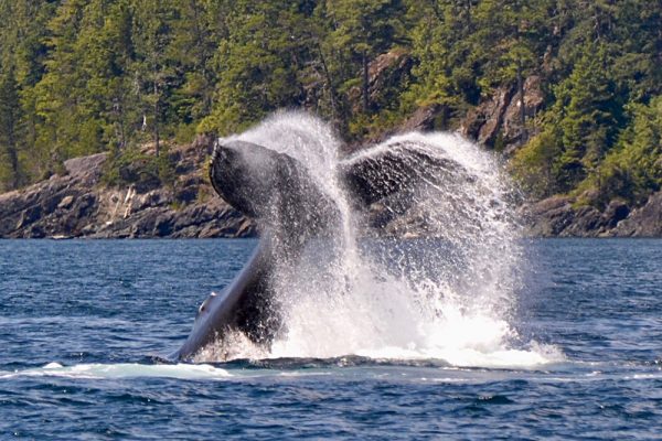 Humpback whale in British Columbia fluking