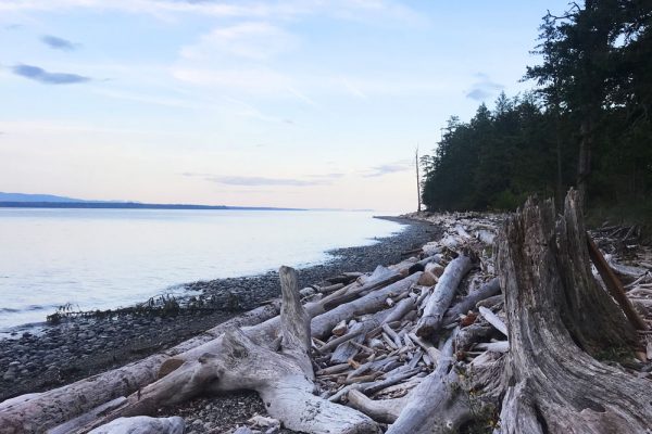 Quadra Island shoreline driftwood