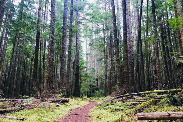 Travel on a rainforest trail on Vancouver Island