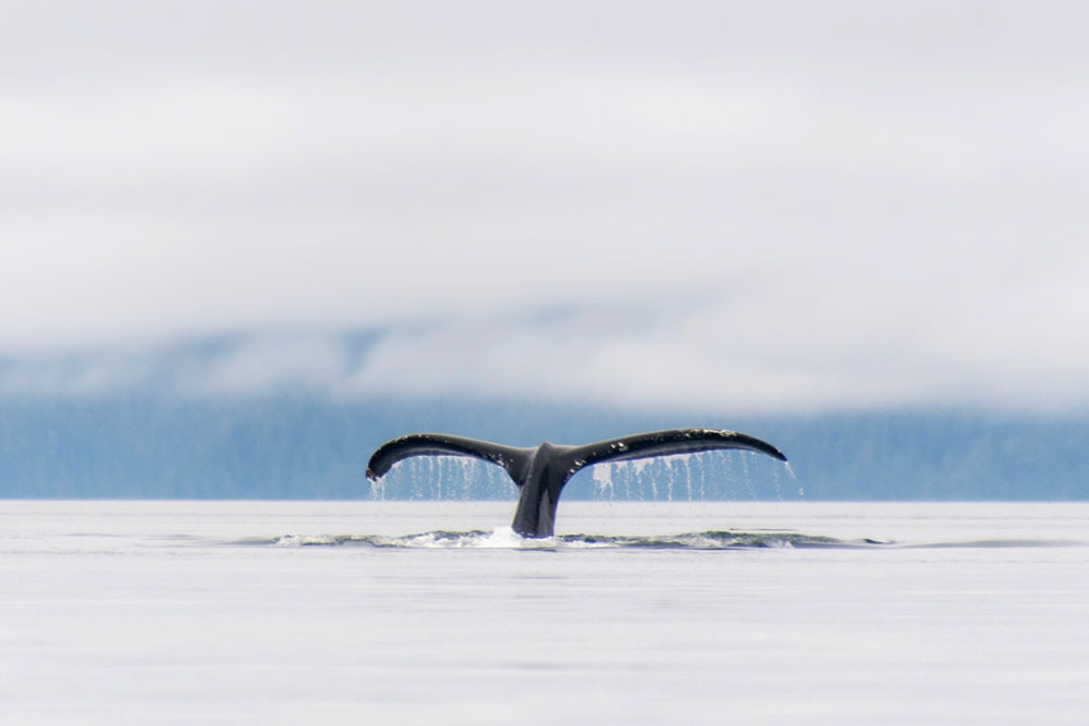 Humpback whale tail submerging into water