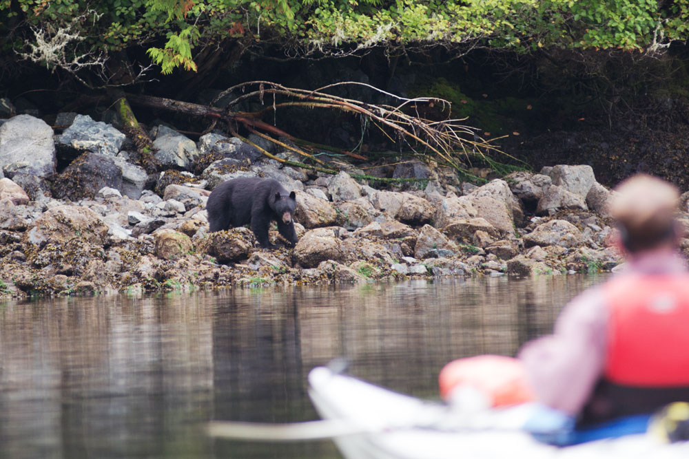 A wildlife encounter with kayakers watching a black bear forage on the shoreline.