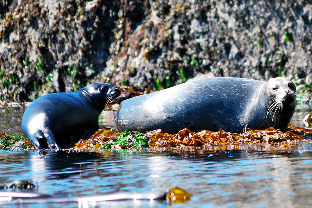 BC Wildlife Photo