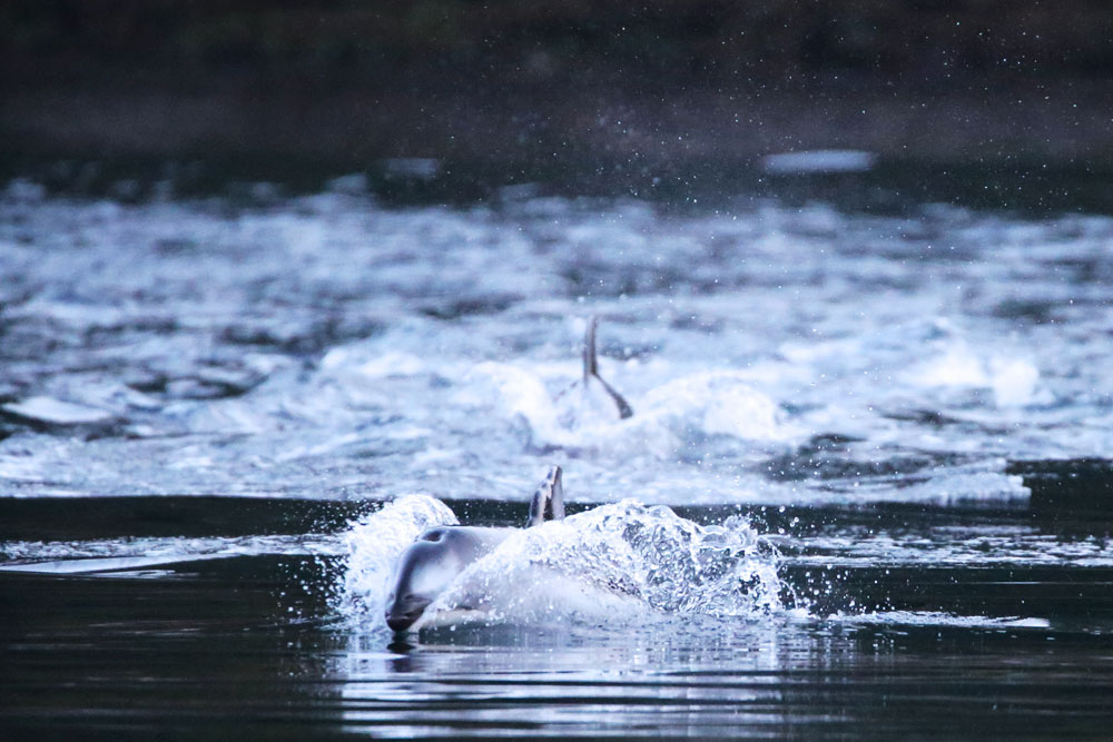 BC Wildlife Photo