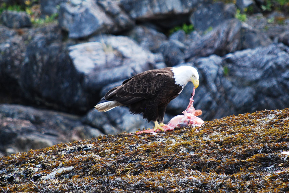 BC Wildlife Photo