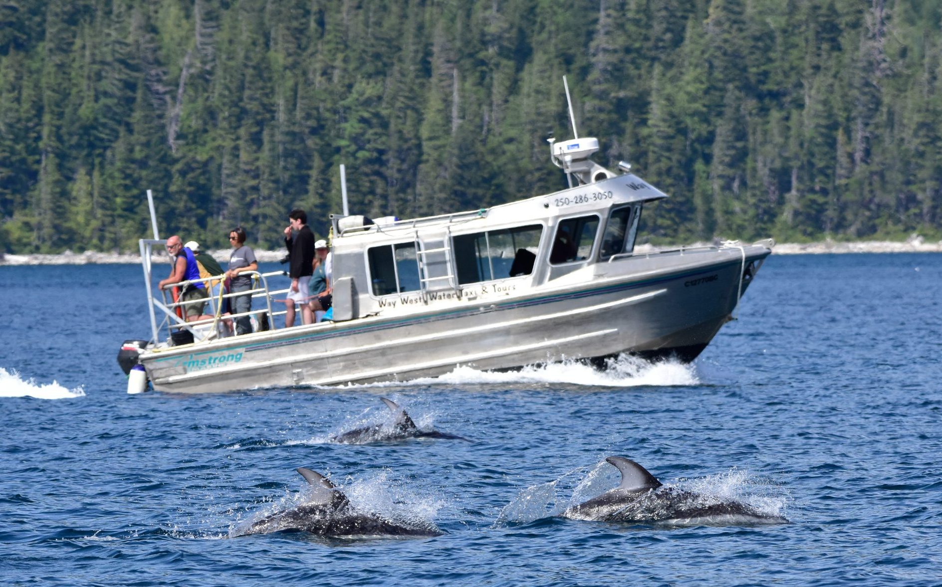 Water taxi with dolphins