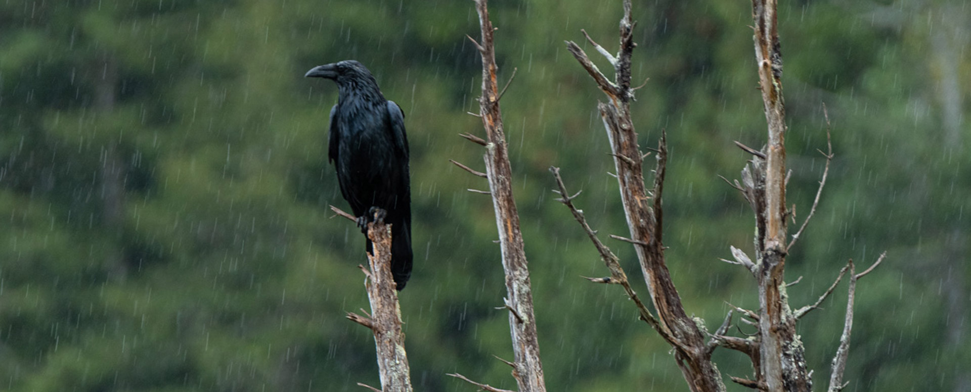 Raven in the rain Johnstone Strait