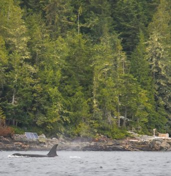 Female Orca swimming past Glamping site