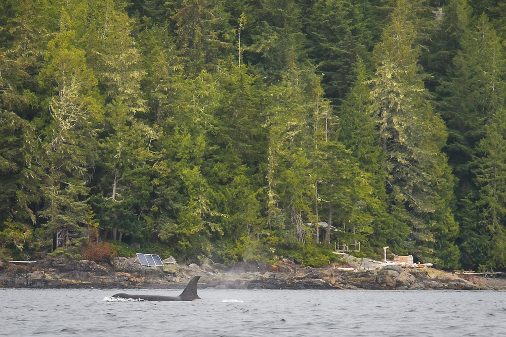 Female Orca swimming past Glamping site