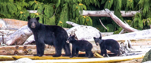Black bear and cubs in northern BC