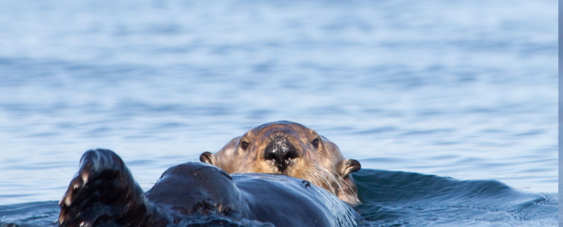 Sea otter on kayaking trip in BC