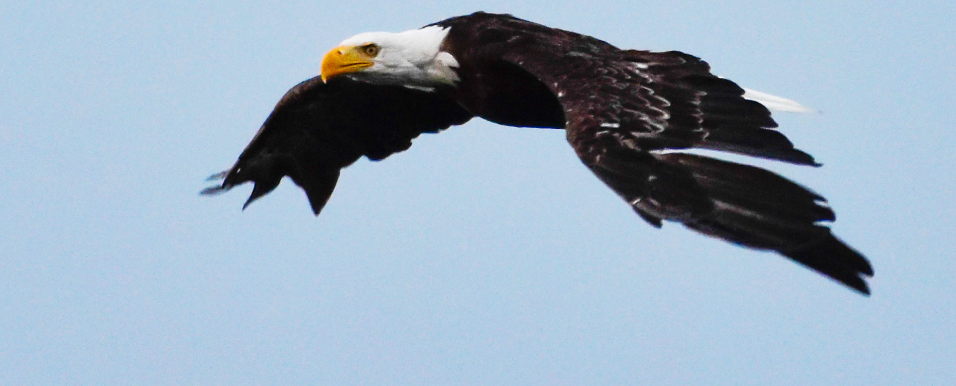 bald eagle on the travel insurance for your kayaking tour page