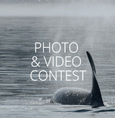 Photo and Video Contest