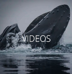 Kayaking and Whale Videos