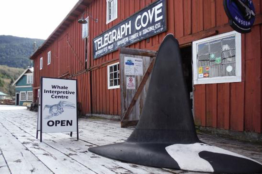 Telegraph Cove Whale Museum