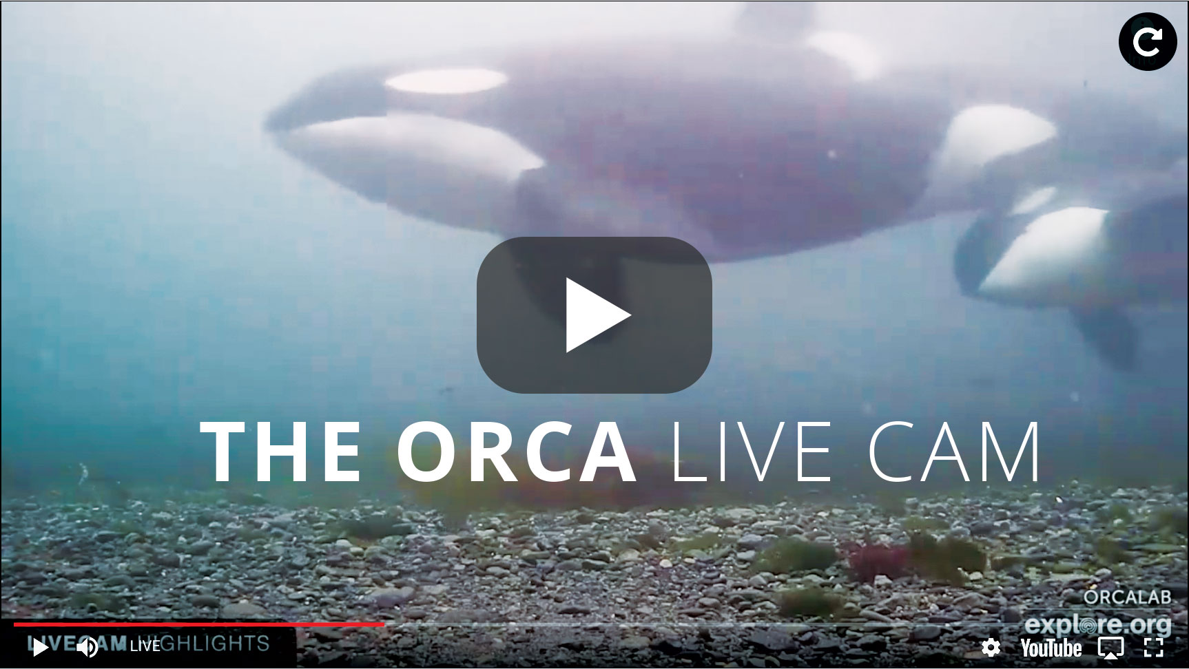 Live Orca Cam