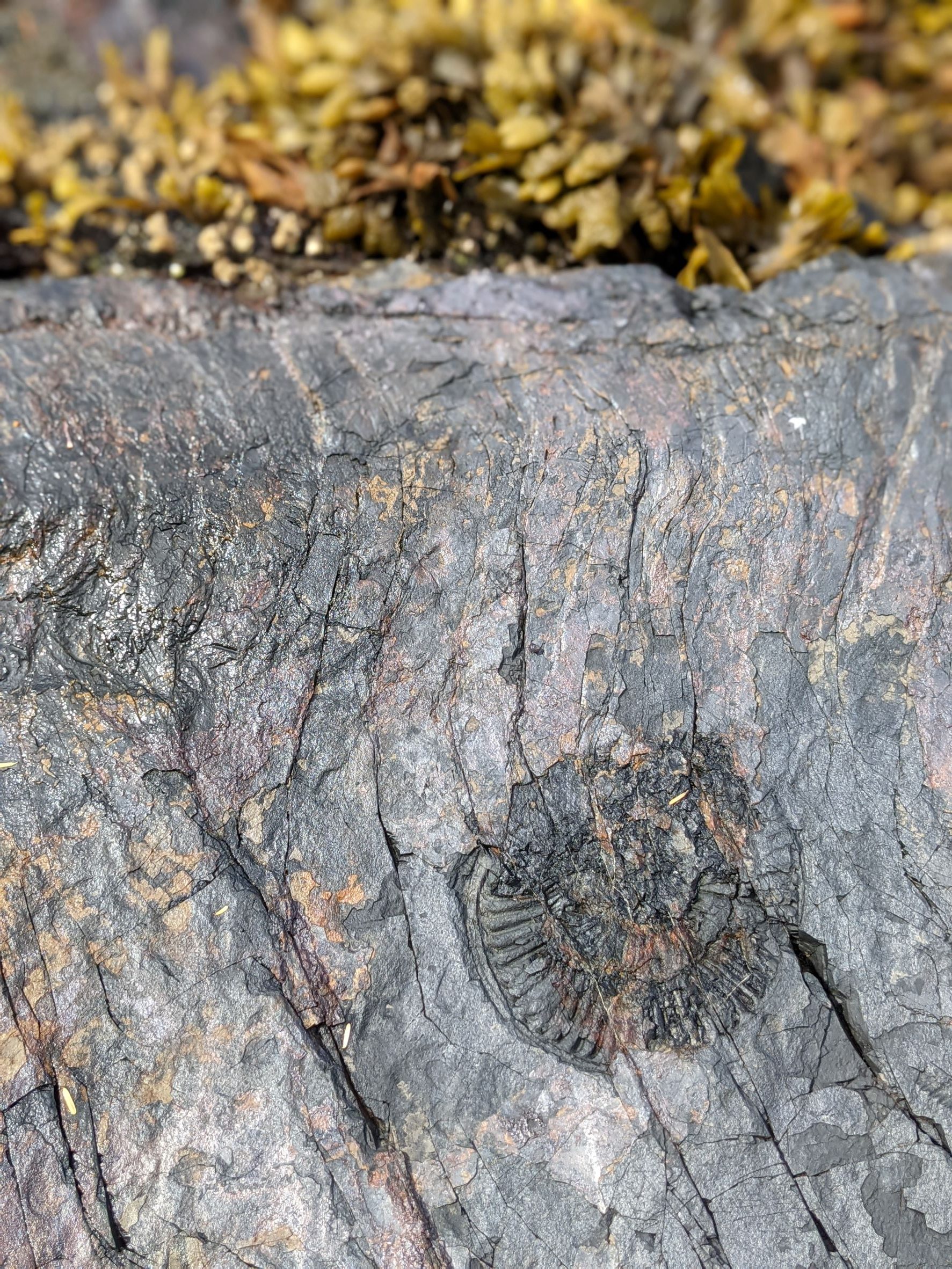 Whales & Wilderness Glamping Stone Carving