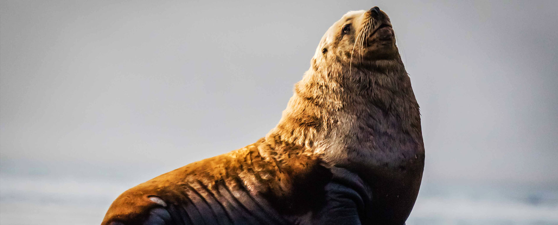 Sun beaming on a seal looking up