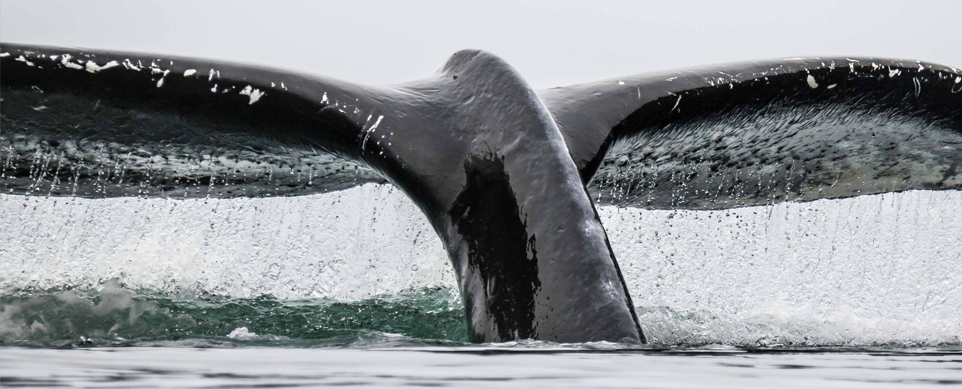 Orca whale tail close up