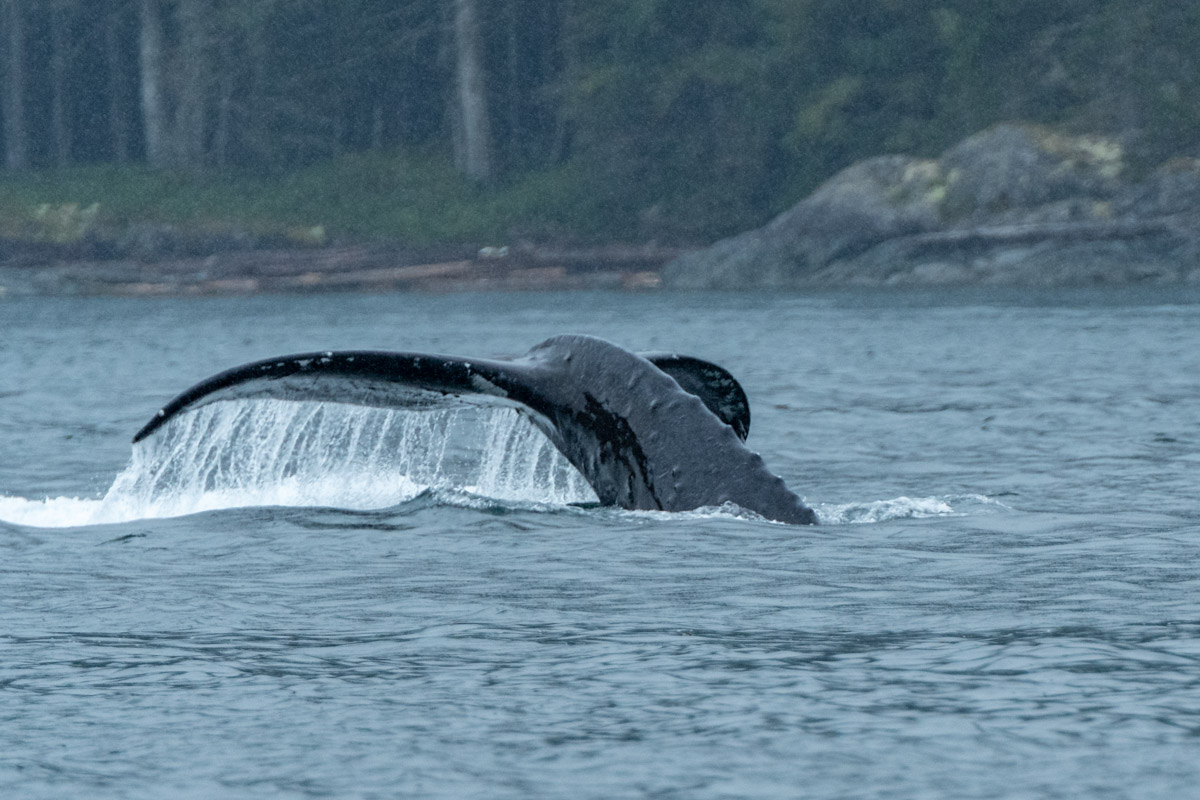 Close up of a Orca tail