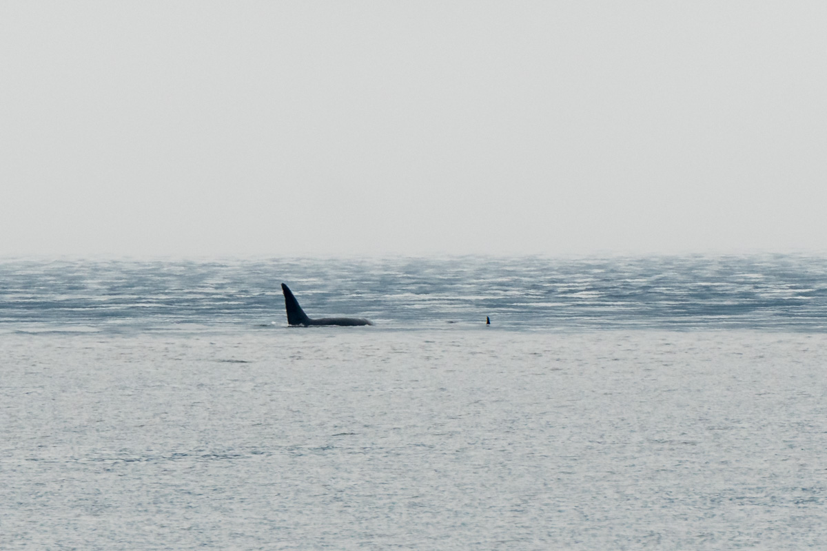 Orca fin Johnstone Strait