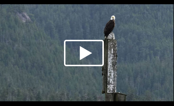 Picture of a Bald Eagle on a Wodden Pole